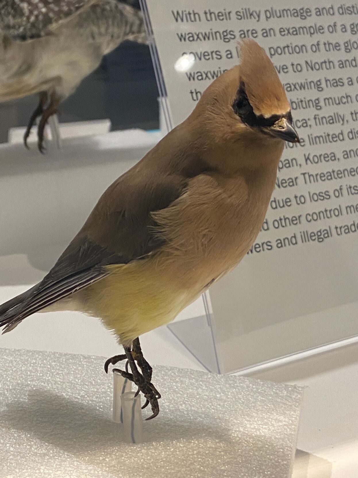 cedar waxwing
